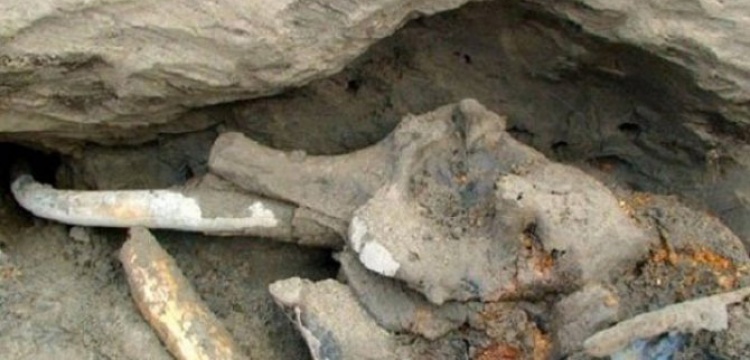 Kırgızistan’da mamut kalıntısı bulundu