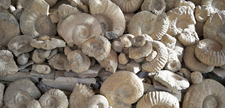 Fas'ın fosil şehri: Afrud