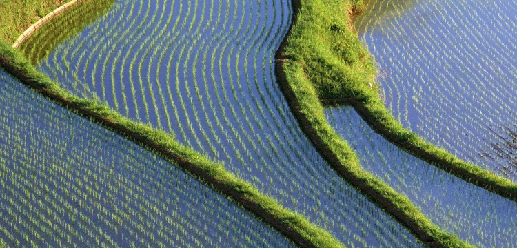 Çin'de 8 bin yılık pirinç tarlası bulundu
