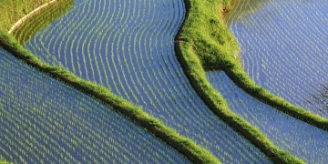 Çinde 8 bin yılık pirinç tarlası bulundu