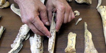 Vanda Demir Çağına ait kızıl geyik iskeleti bulundu