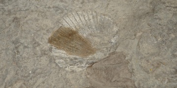 Bitlis 180 milyon yıl önce okyanusmuş