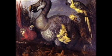 Dodo iskeleti 430 bin dolara satıldı