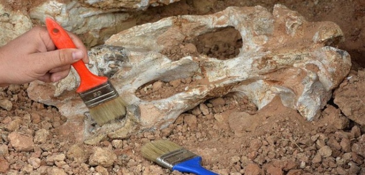 Dört bacaklı omurgalı fosiller bulundu