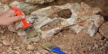 Dört bacaklı omurgalı fosiller bulundu