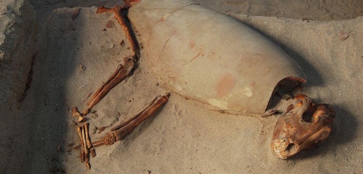2000 Yıllık hayvan mezarlığı bulundu