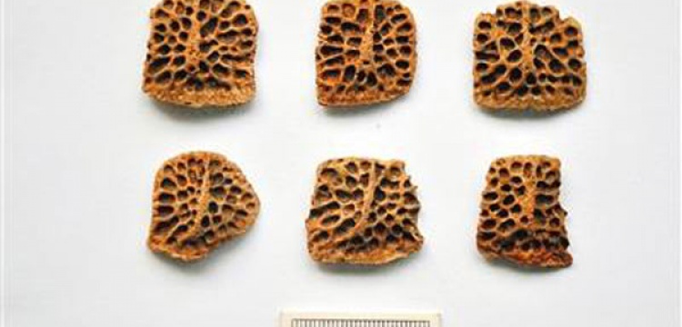 Çin'de 3 bin yıllık timsah kemikleri bulundu