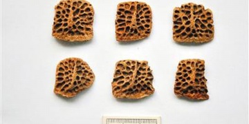 Çinde 3 bin yıllık timsah kemikleri bulundu
