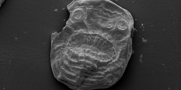Torbamsı deniz canlısına ait 540 milyon yıllık fosil