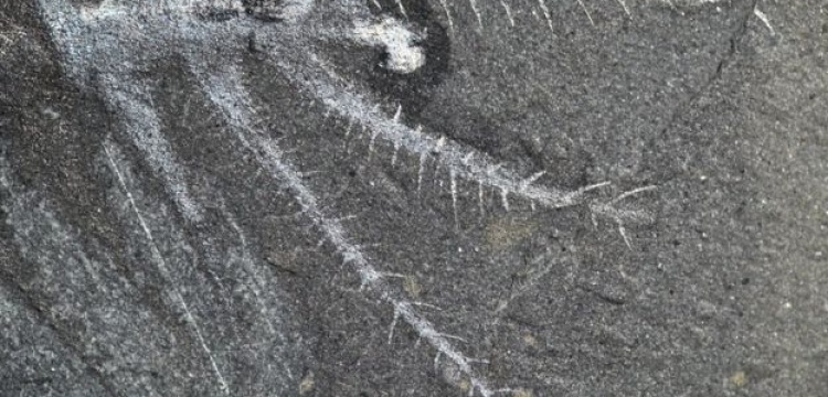 500 milyon yıllık 30 bacaklı deniz canlısı fosili