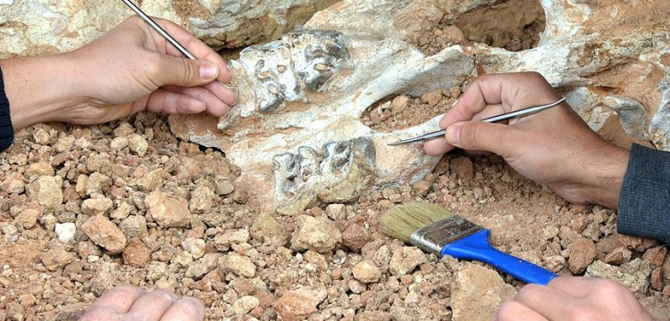 Son Afrika dinozoru'nun fosili bulundu