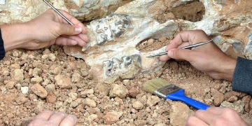 Son Afrika dinozorunun fosili bulundu
