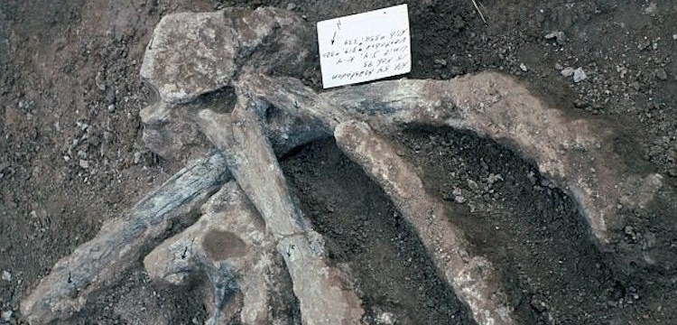 Amerika'da insanların avladığı 130.000 yıllık hayvan kemikleri bulundu