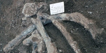 Amerikada insanların avladığı 130.000 yıllık hayvan kemikleri bulundu