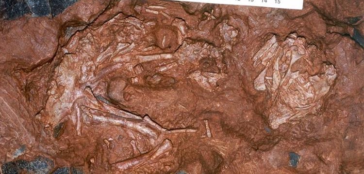Yumurta içinde bebek dinozor fosili bulundu
