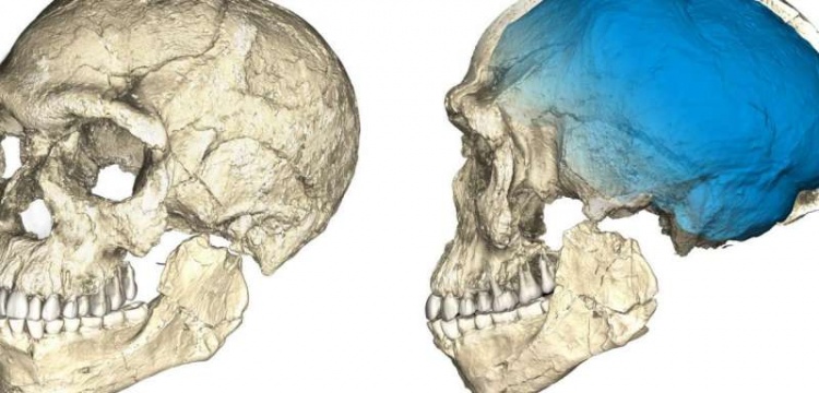 Fas'ta 300 bin yıllık Homo Sapiens iskeleti bulundu