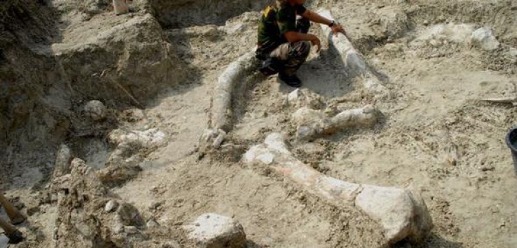 Endonezya'da  700 bin yıllık fil fosili bulundu