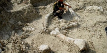 Endonezyada 700 bin yıllık fil fosili bulundu