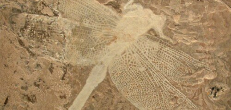 Doğu Türkistan'da 200 milyon yıllık dev yusufçuk fosili bulundu