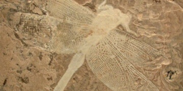 Doğu Türkistanda 200 milyon yıllık dev yusufçuk fosili bulundu