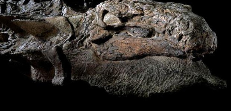 Dünya bu taşlaşmış dinozoru konuşuyor: Nodosaur