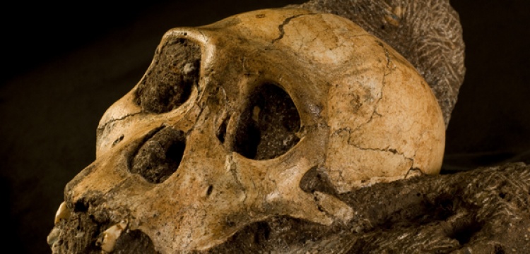 Australopithecus sediba insansı bir tür olmayabilir mi?