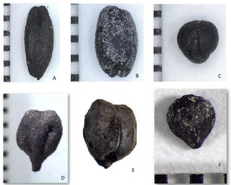 Manisa’da 3 bin 500 yıllık tahıl ambarları bulundu