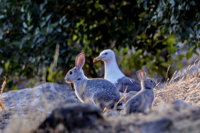 Akdamar Adası'nın tavşanları taşındı