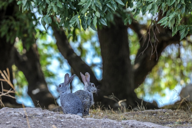 Akdamar Adası'nın tavşanları taşındı