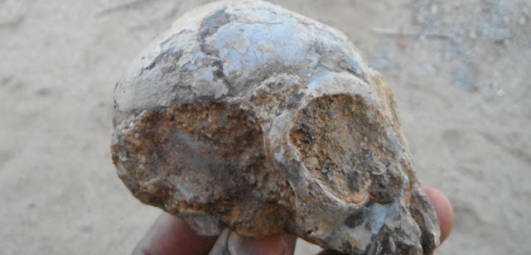 13 Milyon yıllık maymun bebek kafatası bulundu