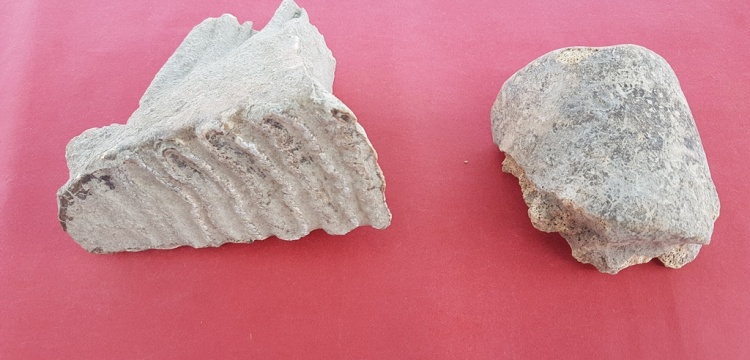 Adana'da Asya fili kalıntıları bulundu