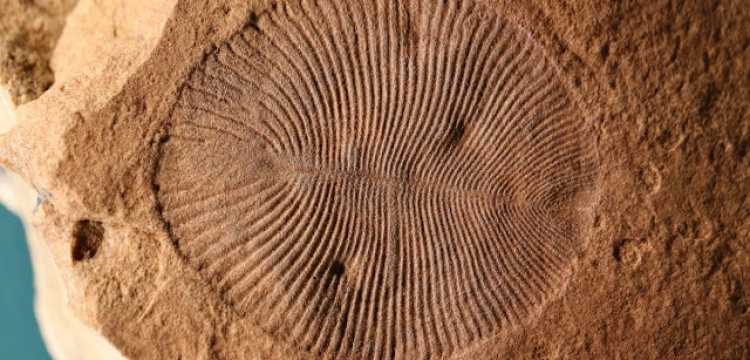 550 milyon yıllık gizemli fosilin hayvan olduğu sanılıyor