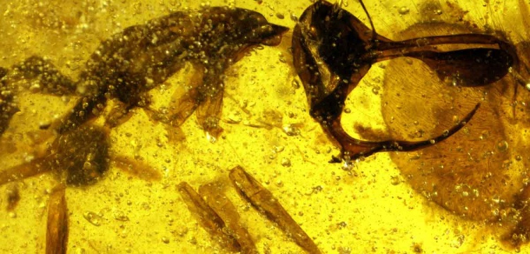 98 milyon yıllık metal boynuzlu karınca fosili