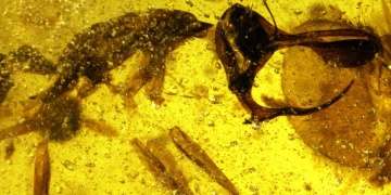 98 milyon yıllık metal boynuzlu karınca fosili