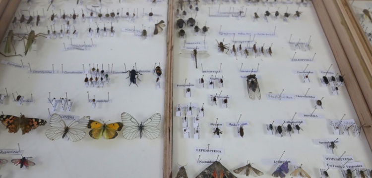 Yarım Asırlık Böcek Müzesi