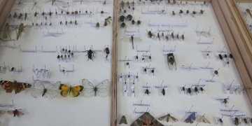 Yarım Asırlık Böcek Müzesi