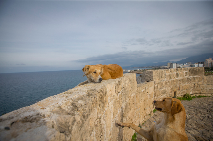 Girne Kalesi'nde Akdeniz tarihine yolculuk