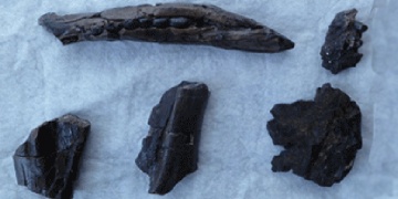 Türkiyede 125 milyon yıllık timsah fosili bulunmuş