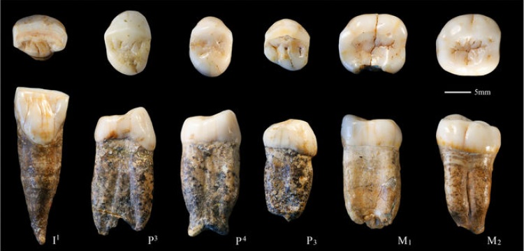 Dişlerine göre Pekin İnsanı, Homo erectus olmayabilir