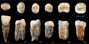 Dişlerine göre Pekin İnsanı, Homo erectus olmayabilir