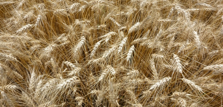 10 bin yıllık Iza buğdayı için protokol imzalandı