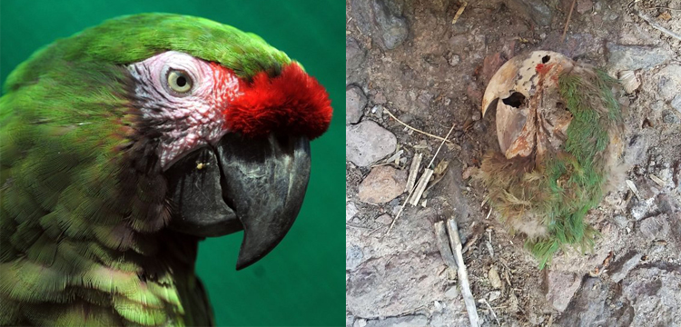 Meksika'da bir mezarda mumyalaşmış papağan bulundu