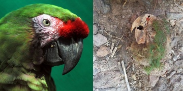 Meksikada bir mezarda mumyalaşmış papağan bulundu