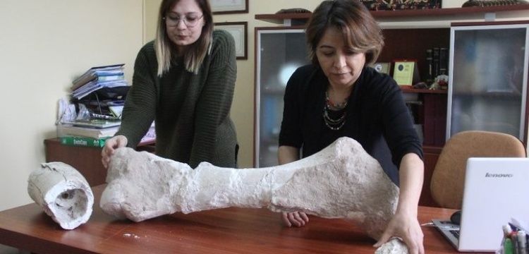 Sivas'ın 10 milyon yıllık fosili file ait olabilir