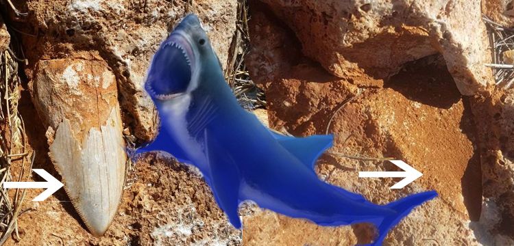 Ulusal parktan 2,6 milyon yıllık köpek balığı dişini çaldılar