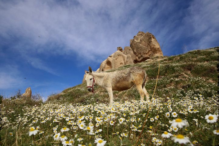 Kapadokya'da ilkbahar ve peribacaları