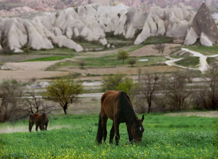Kapadokya'da ilkbahar ve peribacaları