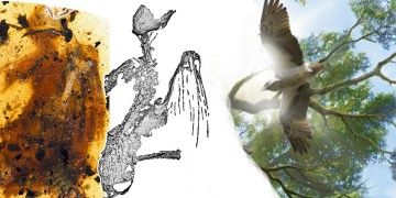 Kehribarda tamamı fosilleşmiş 99 milyon yıllık kuş fosili