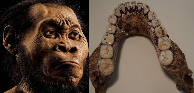 Homo naledi insanımsı türünün besinlerine dair ipuçları