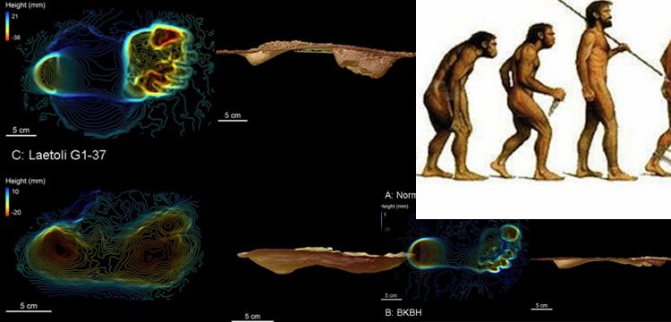 Dik yürüyebilen ilk insanımsı tür Australopithecus olabilir